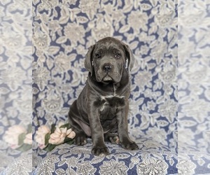 Cane Corso Puppy for sale in KIRKWOOD, PA, USA