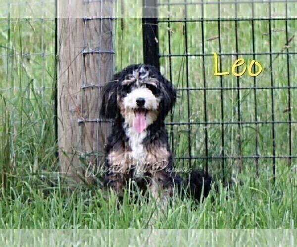 Medium Photo #1 Bernedoodle (Miniature)-Cavapoo (Miniature) Mix Puppy For Sale in DENVER, PA, USA