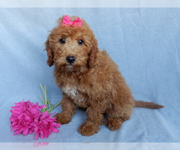 Medium Photo #6 Goldendoodle (Miniature) Puppy For Sale in MILLERSBURG, OH, USA