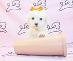 Small Photo #18 Maltipoo Puppy For Sale in LAS VEGAS, NV, USA