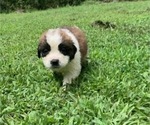 Puppy Lilac Saint Bernard