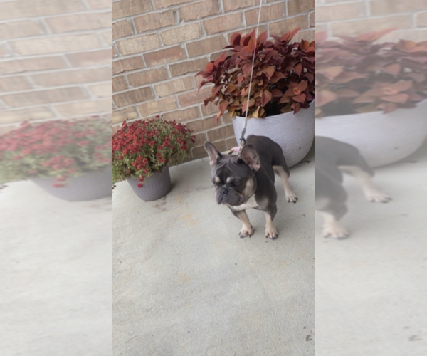 Medium Photo #1 French Bulldog Puppy For Sale in PADUCAH, KY, USA
