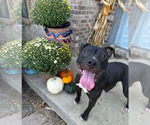 American Pit Bull Terrier-Unknown Mix Dogs for adoption in Germantown, OH, USA