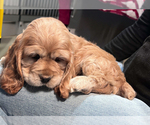Puppy Bella Cocker Spaniel