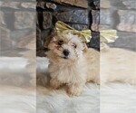 Small Photo #2 Morkie Puppy For Sale in WEST PALM BEACH, FL, USA