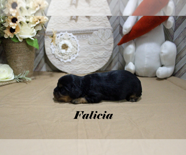 Medium Photo #12 Cavalier King Charles Spaniel Puppy For Sale in CHANUTE, KS, USA