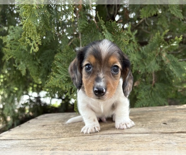 Medium Photo #2 Dachshund Puppy For Sale in MIDDLEBURY, IN, USA