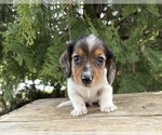 Small #1 Dachshund