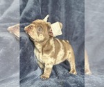 Small #3 French Bulldog