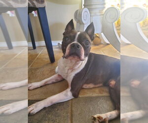 Boston Terrier Dogs for adoption in Vail, AZ, USA