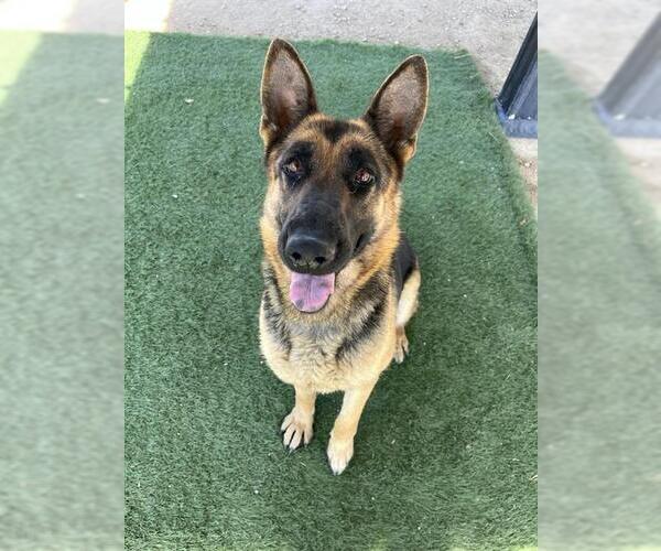 Medium Photo #1 German Shepherd Dog Puppy For Sale in HESPERIA, CA, USA