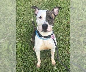 Mutt Dogs for adoption in Forestville, MD, USA