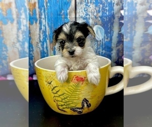 Morkie Puppy for sale in CASSVILLE, MO, USA