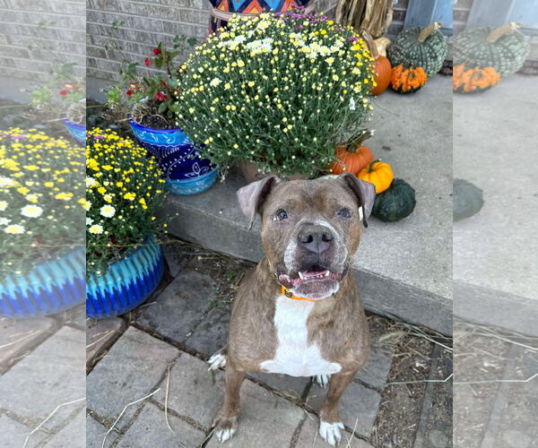 Medium Photo #8 Boxer-Unknown Mix Puppy For Sale in Germantown, OH, USA