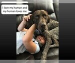 Small Photo #12 German Shorthaired Pointer Puppy For Sale in VISALIA, CA, USA