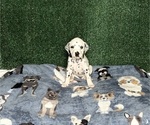 Puppy Mia Dalmatian