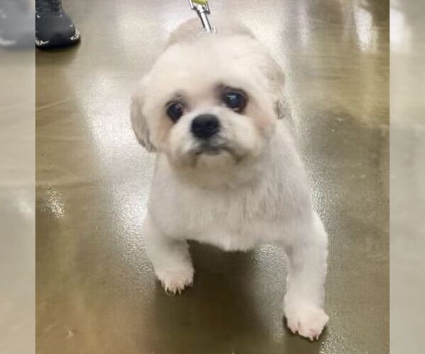 Medium Photo #2 Shih Tzu Puppy For Sale in Alexandria, KY, USA