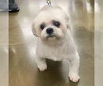 Small #1 Shih Tzu