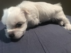 Small Photo #5 Coton de Tulear Puppy For Sale in KAYSVILLE, UT, USA