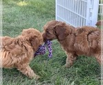 Small #6 Goldendoodle (Miniature)