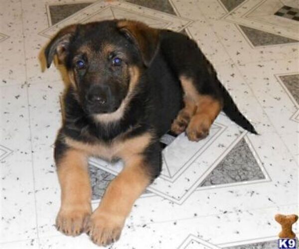 Medium Photo #3 German Shepherd Dog Puppy For Sale in HAMMOND, IN, USA