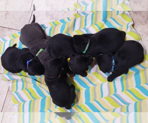 Medium Photo #188 Labrador Retriever Puppy For Sale in OLYMPIA, WA, USA