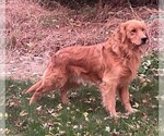 Small Photo #1 Golden Retriever Puppy For Sale in LEAF RIVER, IL, USA