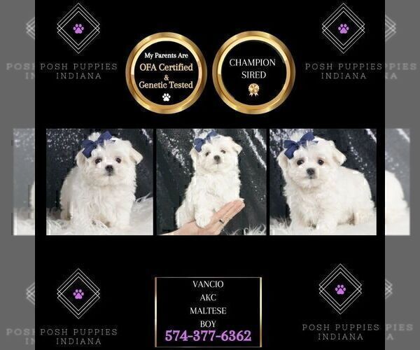 Medium Photo #33 Maltese Puppy For Sale in WARSAW, IN, USA