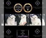 Small Photo #33 Maltese Puppy For Sale in WARSAW, IN, USA