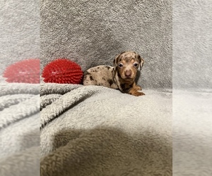Dachshund Dog for Adoption in CONVOY, Ohio USA