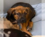 Small #2 Bulldog Mix