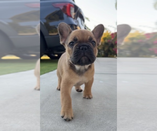Medium Photo #2 French Bulldog Puppy For Sale in TAMPA, FL, USA