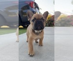 Small #1 French Bulldog
