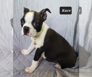 Boston Terrier Puppy for sale in POMEROY, OH, USA