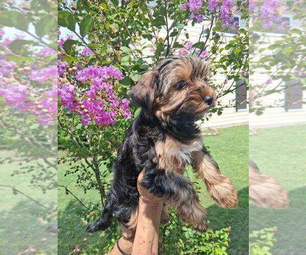Medium Photo #9 Yorkshire Terrier Puppy For Sale in SCHERTZ, TX, USA