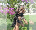 Small #8 Yorkshire Terrier