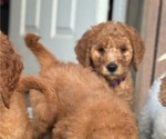 Small Photo #2 Goldendoodle Puppy For Sale in FRESNO, CA, USA