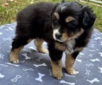 Puppy Girl 2 Australian Shepherd