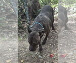 Small #2 American Staffordshire Terrier Mix