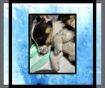 Small Photo #13 Cowboy Corgi Puppy For Sale in GALLEGOS, NM, USA