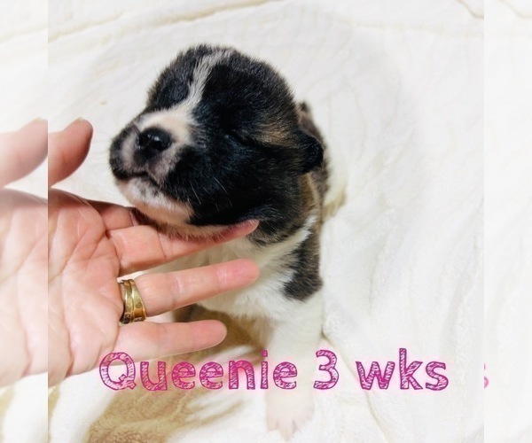 Medium Photo #12 Akita Puppy For Sale in BUTLER, PA, USA