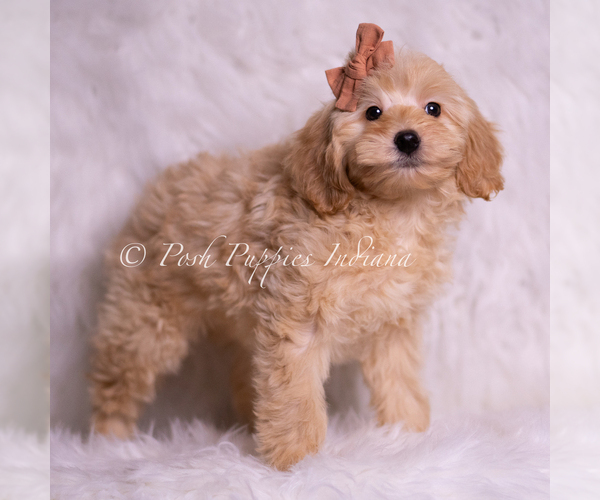 Medium Photo #4 Goldendoodle (Miniature) Puppy For Sale in WARSAW, IN, USA
