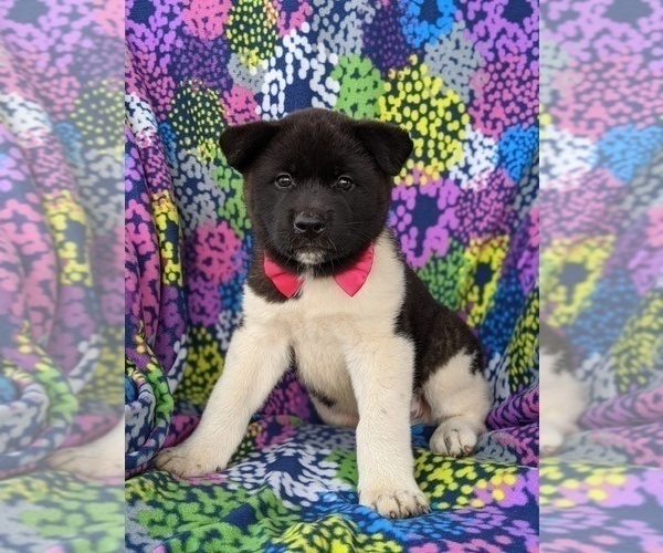 Medium Photo #3 Akita Puppy For Sale in AIRVILLE, PA, USA