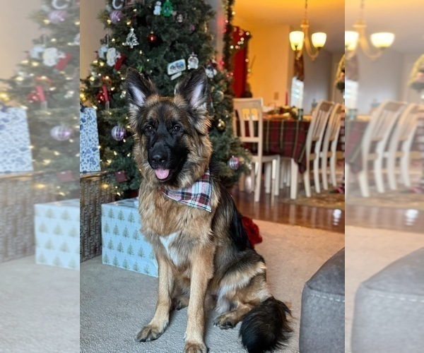 Medium Photo #5 German Shepherd Dog Puppy For Sale in LA FAYETTE, NY, USA