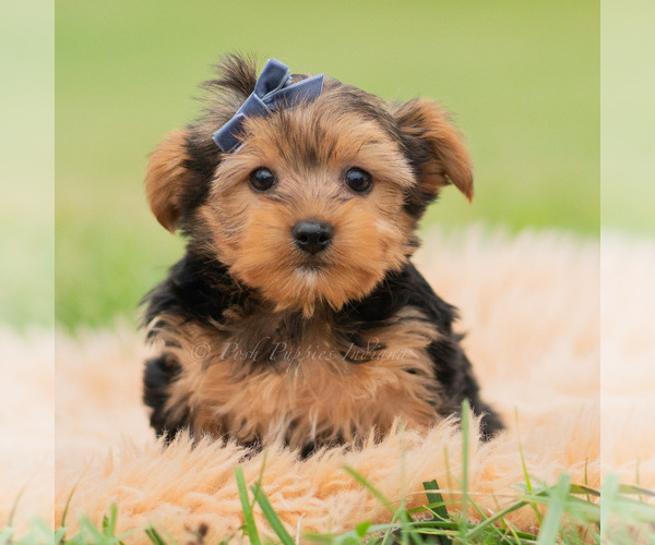 Medium Photo #2 Yorkshire Terrier Puppy For Sale in WARSAW, IN, USA