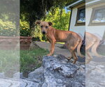 Small #1 Mutt