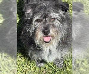 Mutt Dogs for adoption in Lake City, MI, USA