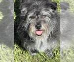Small Mutt