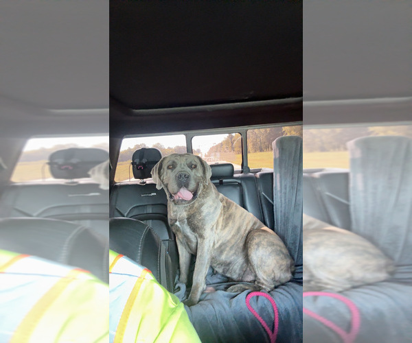 Medium Photo #1 Boerboel Puppy For Sale in QUAPAW, OK, USA