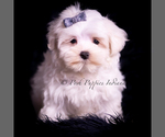 Puppy Teako Maltese